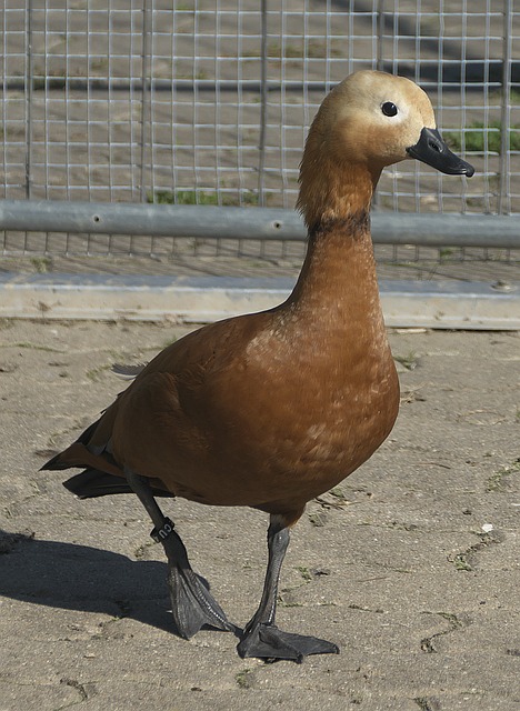模板
